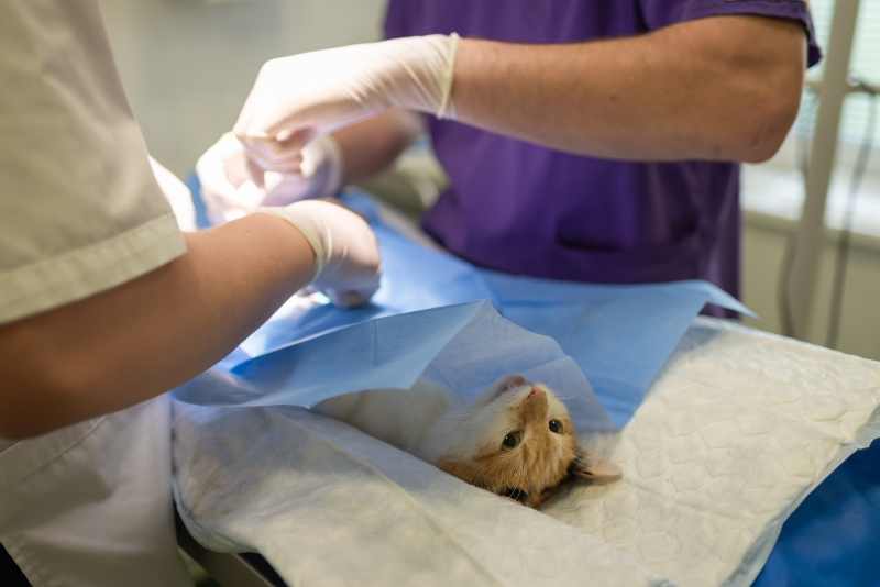 veterinaire-FIGANIERES-min_health-4385852